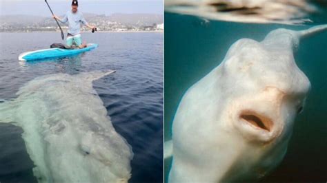 Homem Encontra Peixe Lua Gigante Em Praia Dos Eua Veja Imagens Mundo