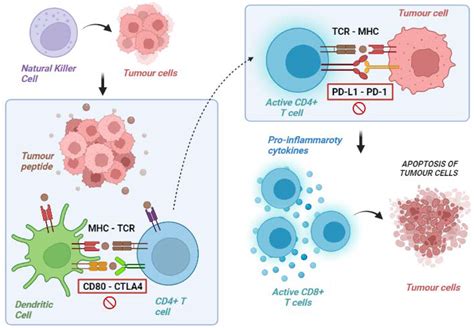 Cancers Free Full Text Mechanisms Of Primary And Acquired