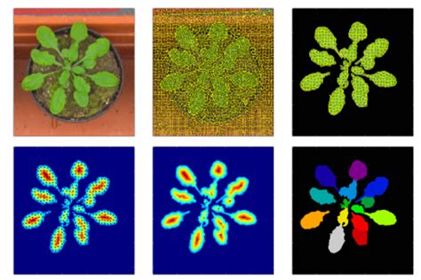 Leaf Segmentation In Plant Phenotyping A Collation Study Pdf Download