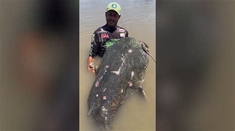 Giant 9ft 'monster' catfish caught in Italy by angler