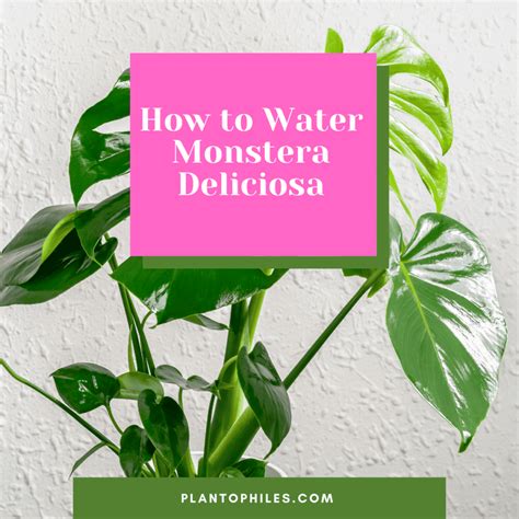 How Often To Water Monstera Deliciosa My Best Tips