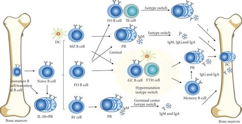 B Cells Differentiate Into Ascs Differentiation Of B Cell Subsets Can