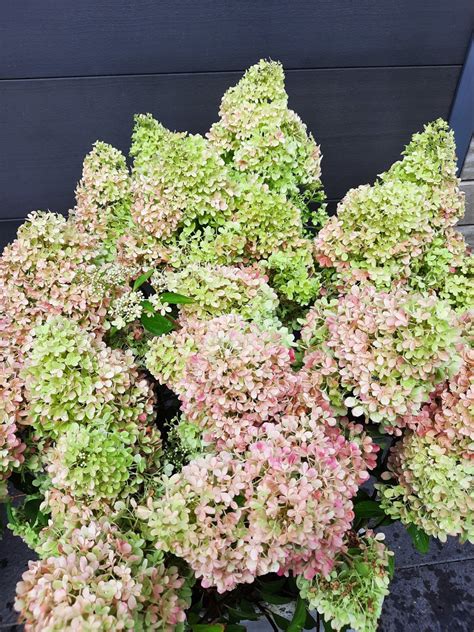 Hydrangea Paniculata Coussine Petite Flori Groen Direkt Boskoop