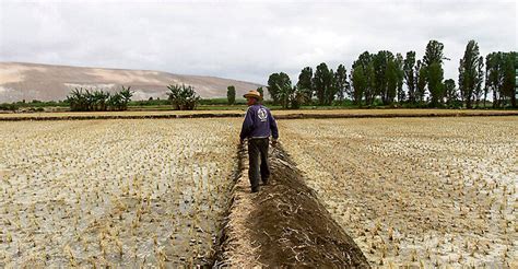 Declaran en emergencia 111 distritos de Arequipa y Puno por déficit hídrico