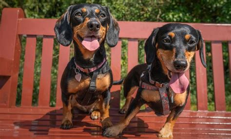 7 Pup Tastic Mini Dachshund Growth Stages