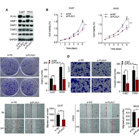 Plau1 Overexpression Promoted Hnscc Cell Proliferation Migration