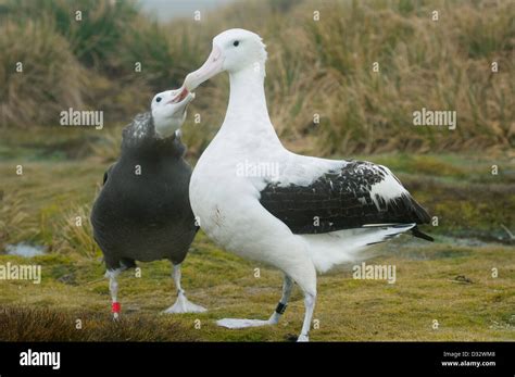 Wandering Albatross Diomedea Exulans Grown Chick Begging For Food