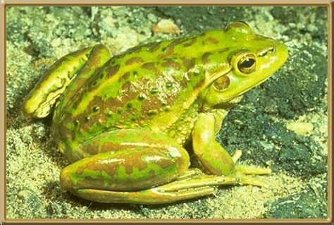 Yellow Spotted Tree Frog - Natural History on the Net