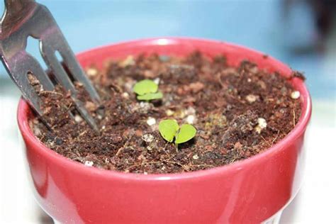 How To Grow Beets In Containers Gardeners Path