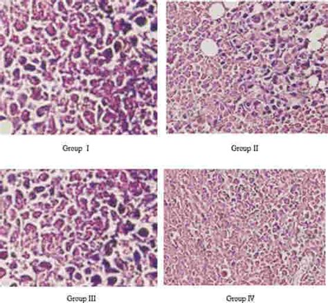 Results Of Histological Observation In All Groups Hematoxylin And