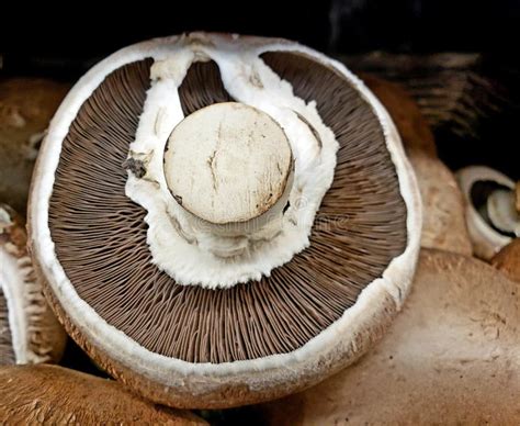 Inside the mushroom stock photo. Image of beauty, macro - 34858412