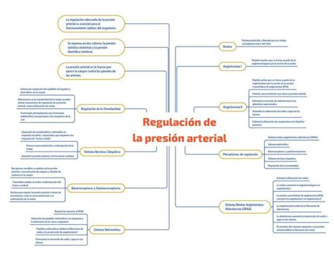 Regulacion De La Presion Arterial Adrian Bell Udocz