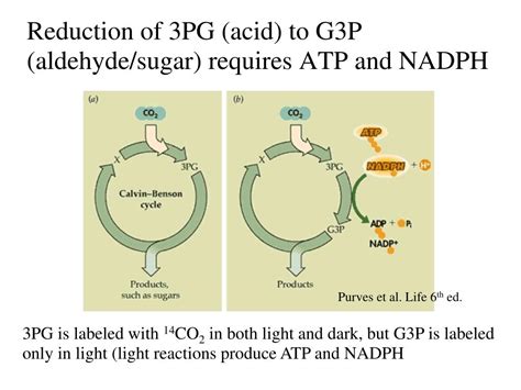 Ppt Photosynthesis Part Ii Carbon Fixation Powerpoint Presentation