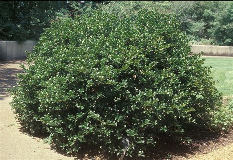 Ilex Cornuta Chinese Holly Horned Holly North Carolina Extension