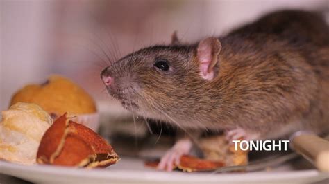 How do we tackle poison-resistant super rats? | ITV News