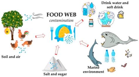 Toxics Free Full Text Microplastics In The Environment Intake Through The Food Web Human