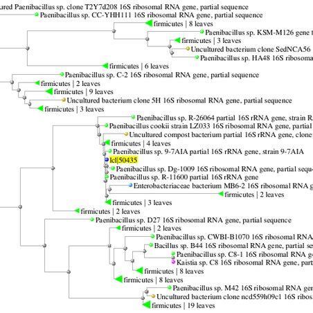 Phylogenetic Tree Based On S Rdna Sequence Analysis Of D Isolate