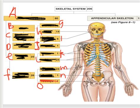 axial skeleton Flashcards | Quizlet