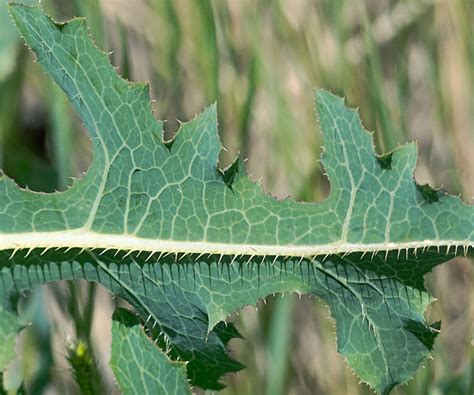 Study Points The Way Toward Producing Rubber From Lettuce Wsu Insider