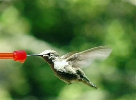 High Speed Camera : Hummingbird 7 Poop 700fps Stock Footage Video 471541 - Shutterstock