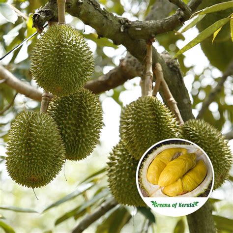 Durian Plant