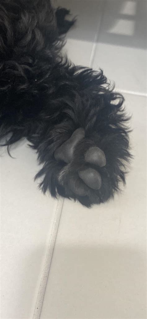 Puppy Beans Rtoebeans