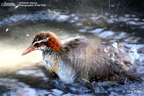 Gallery: Stunning wildlife photography - Australian Geographic