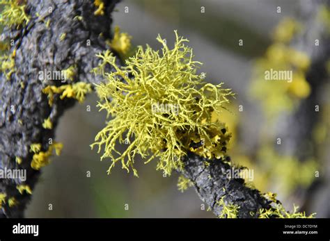 Tree With Fungi Hi Res Stock Photography And Images Alamy