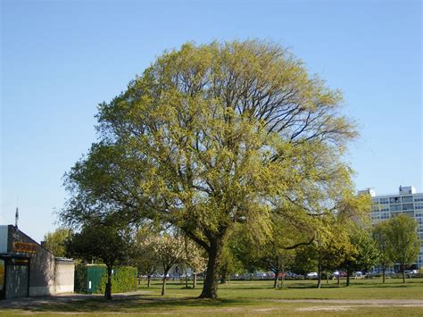 Ulmus pumila - Trees and Shrubs Online