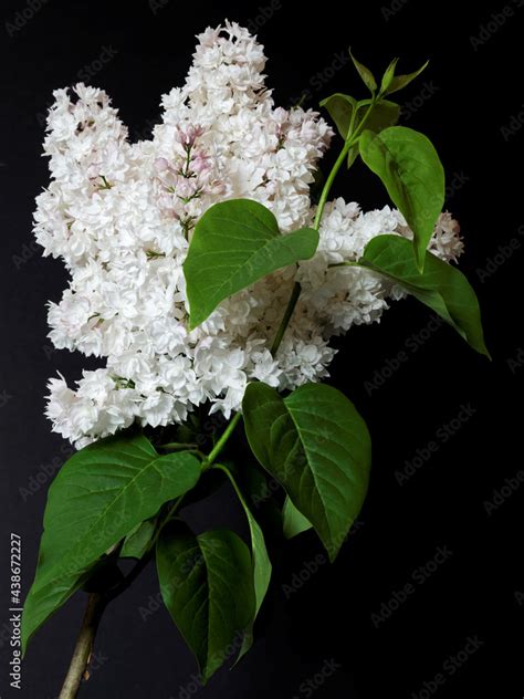 Branch Of White Blooming Lilac Flower At Dark Black Background