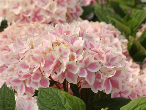 Ballhortensie Forever Ever Peppermint Hydrangea Macrophylla