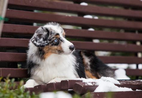 Miniature American shepherd: Dog breed characteristics & care