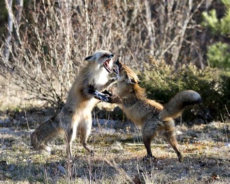 Lobo E Chacal Stock Photos Royalty Free Lobo E Chacal Images