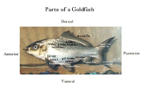 goldfish anatomy, goldfish emergency diagnose and treat