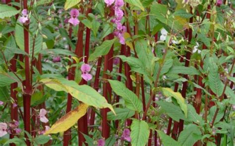 Himalayan Balsam Identification - PBA Solutions