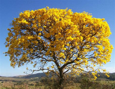 Árvores Tabebuia chrysotricha ipê amarelo Flowering trees Garden