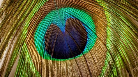 Peacock Feather Wallpaper 59 Images