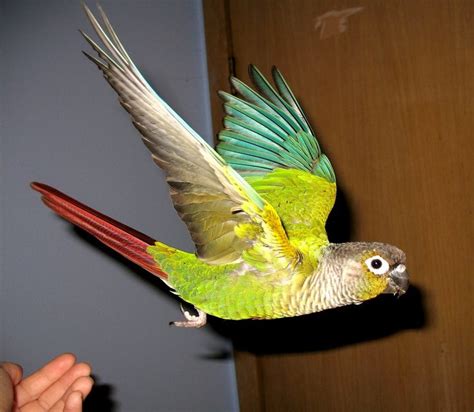 Greencheek In Flight 6 By Greencheek On DeviantART Conure Conure