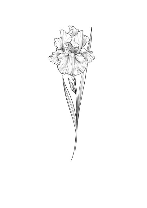 Iris Tattoo Sketch By Cathy Artwork Mini Tattoos Cute Tattoos Black