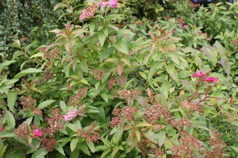 Spiraea Japonica Darts Red Zwergspiere Pflanzenhof Toskanapark