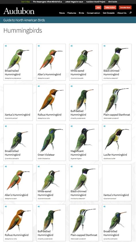 Ecuador Hummingbird Identification Chart