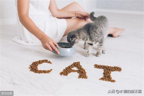 上班族可以养猫吗？养什么猫？怎么养？上班族养猫指南 每日头条