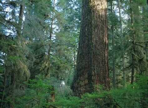 Dr Guangyu Wang Sustainable Forest Management Research Group