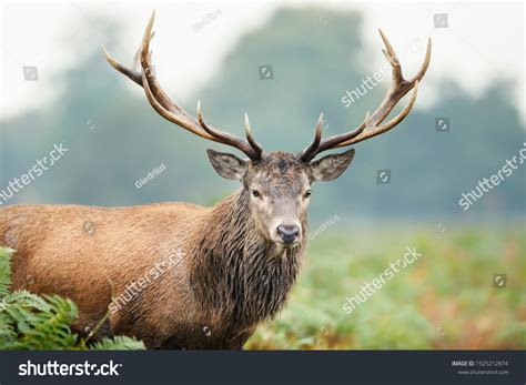 Portrait Red Deer Stag Uk Stock Photo 1925212874 Shutterstock