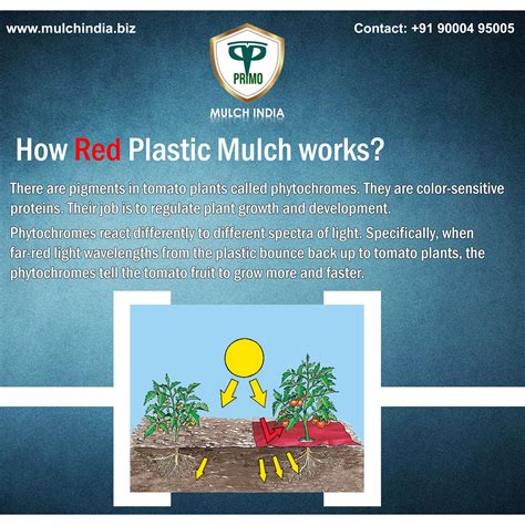 MulchIndia How Red Plastic mulch works Mulch India Call 𝟵𝟭