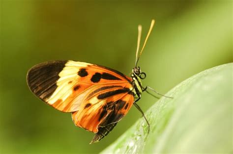 Premium Photo Butterfly Macro