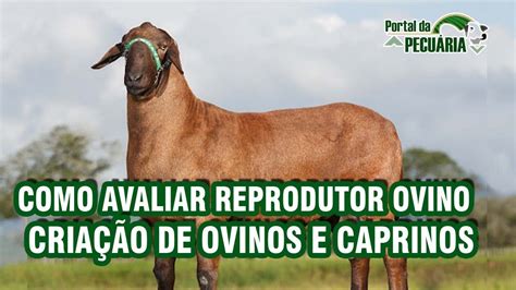 Como avaliar reprodutor ovino criação de ovinos e caprinos YouTube