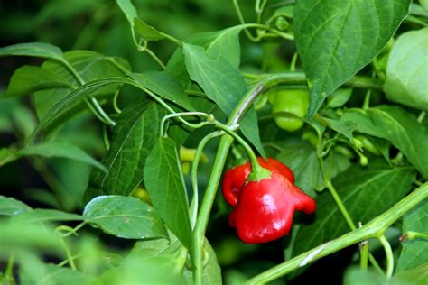 Capsicum Baccatum O Pimiento Campanilla Manuel M V Flickr