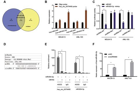 Hsa Circ Promotes Tumor Progression In Acute Myeloid Leukemia