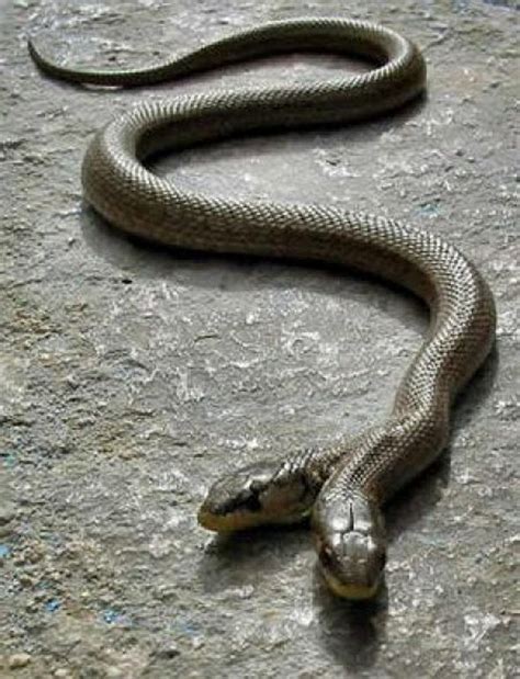 Amazing Two Headed Snakes ~ MyClipta